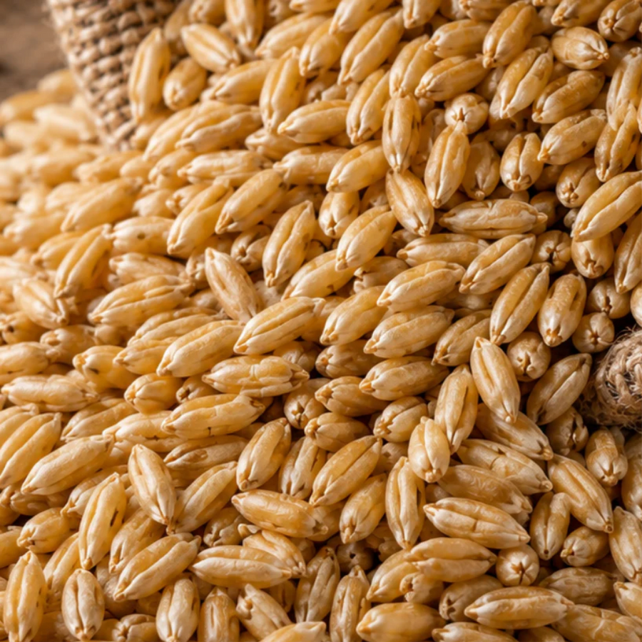 Organic Durum Wheat