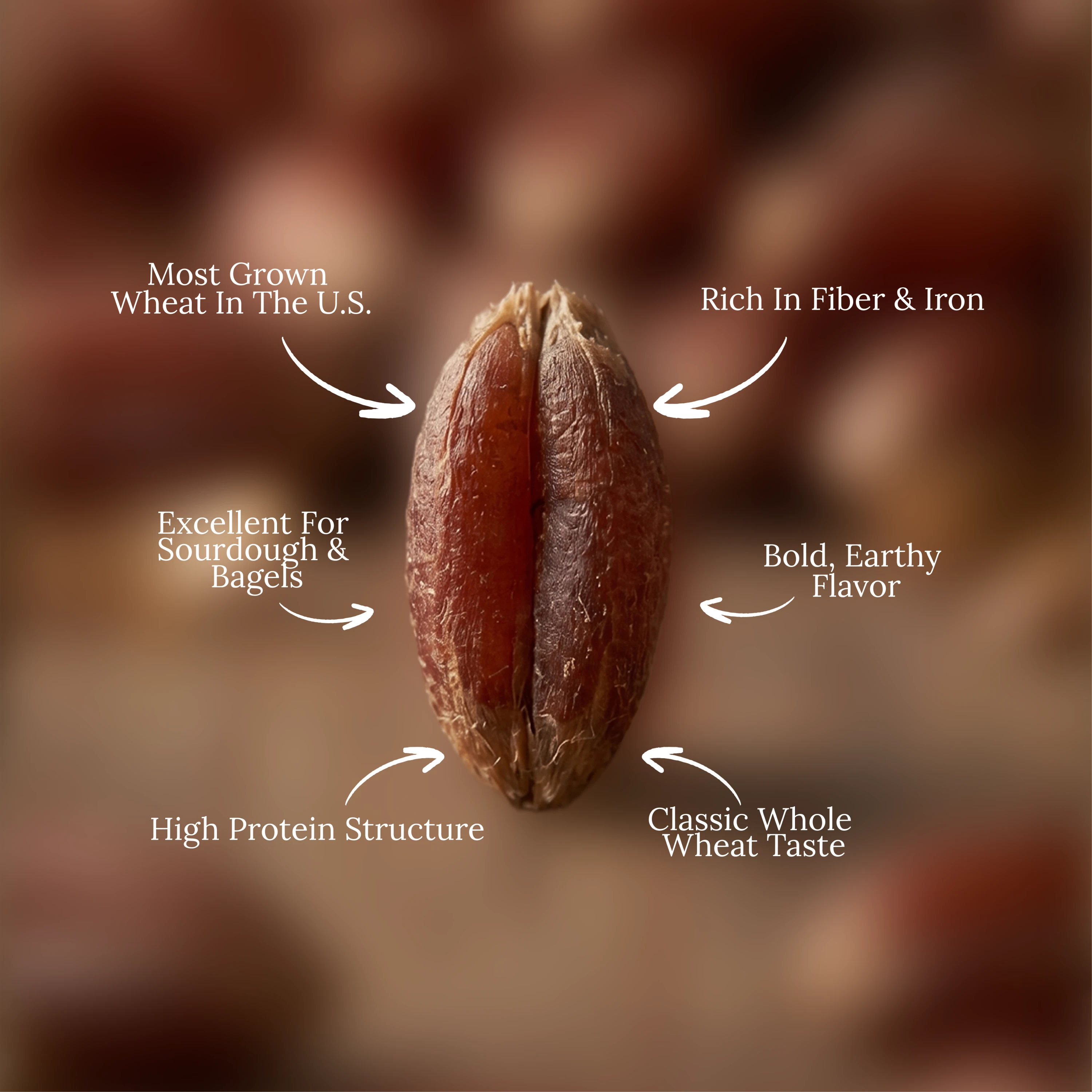 Organic Hard Red Wheat