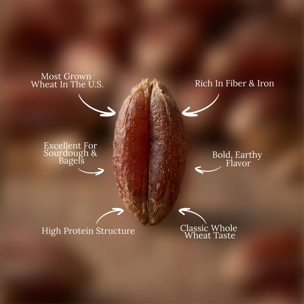 Organic Hard Red Wheat