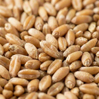 Organic Spelt
