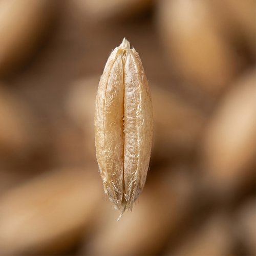 Organic Einkorn