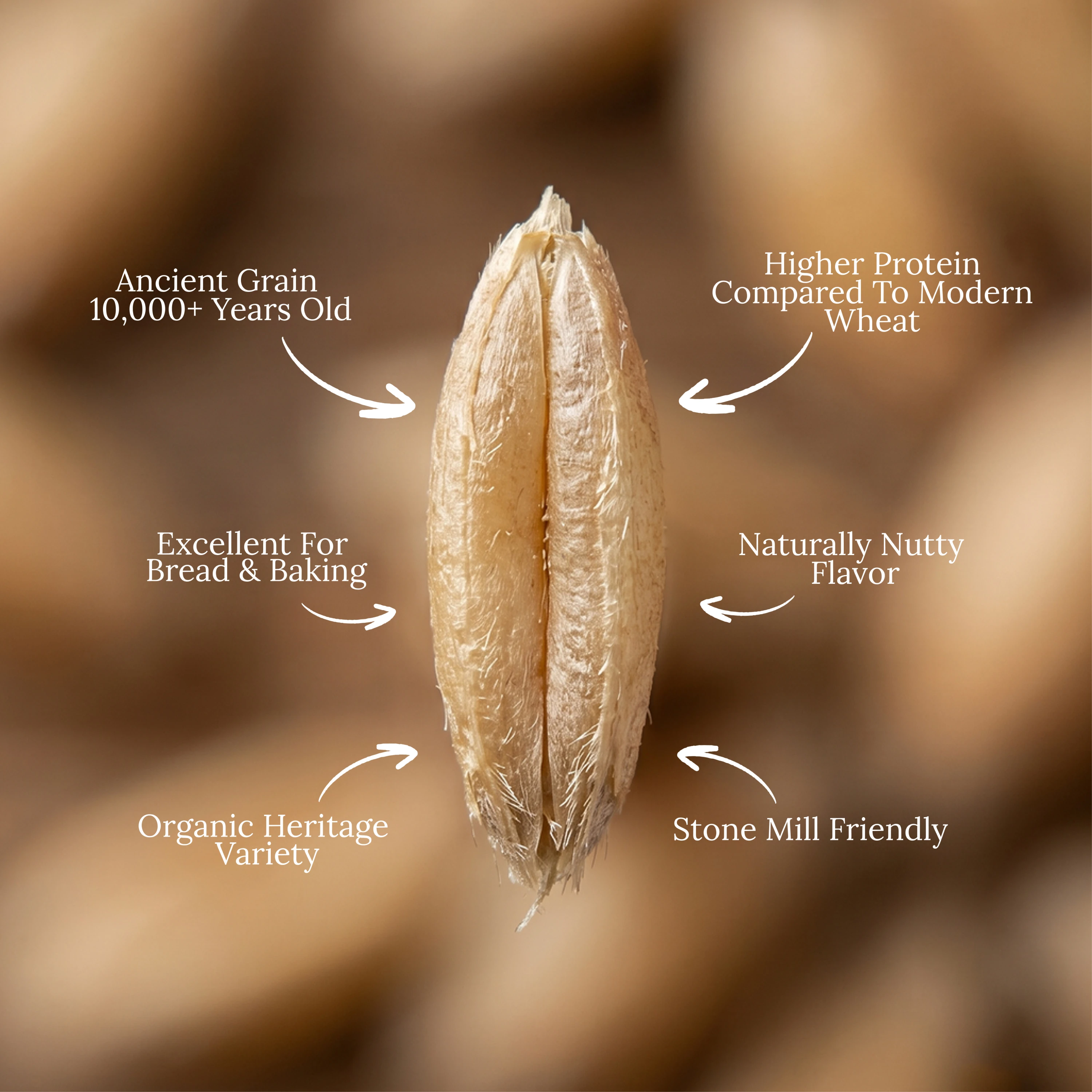 Organic Einkorn
