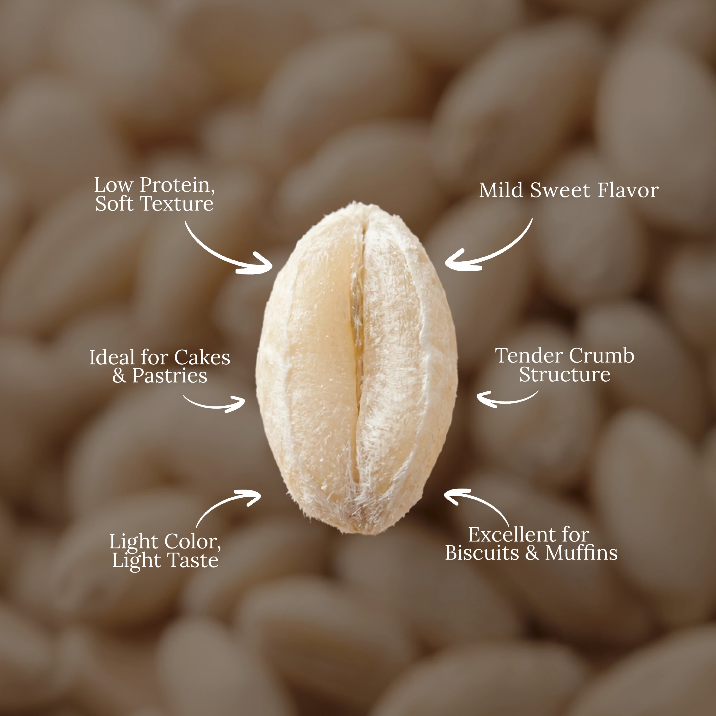 Organic Soft White Wheat