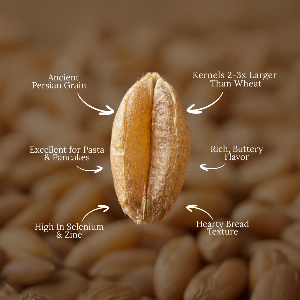 Organic Khorasan Wheat