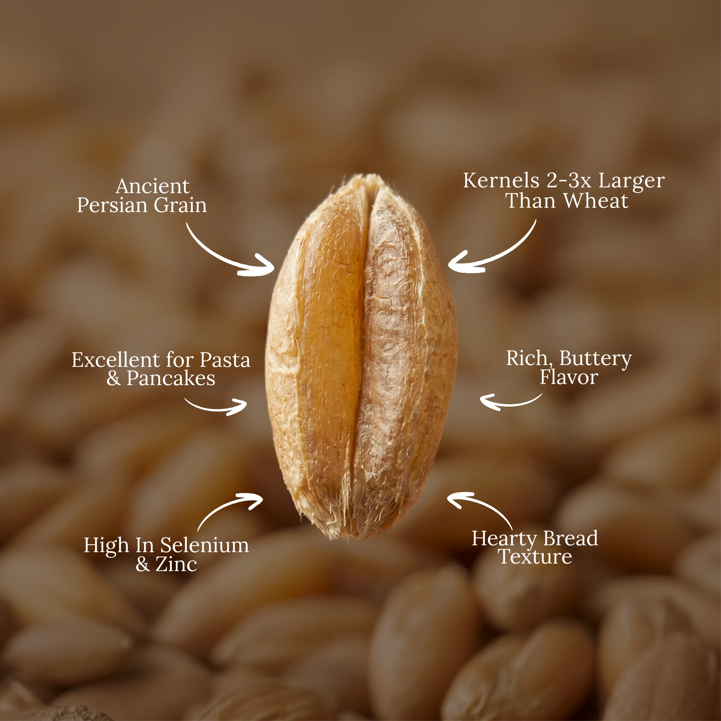 Organic Khorasan Wheat