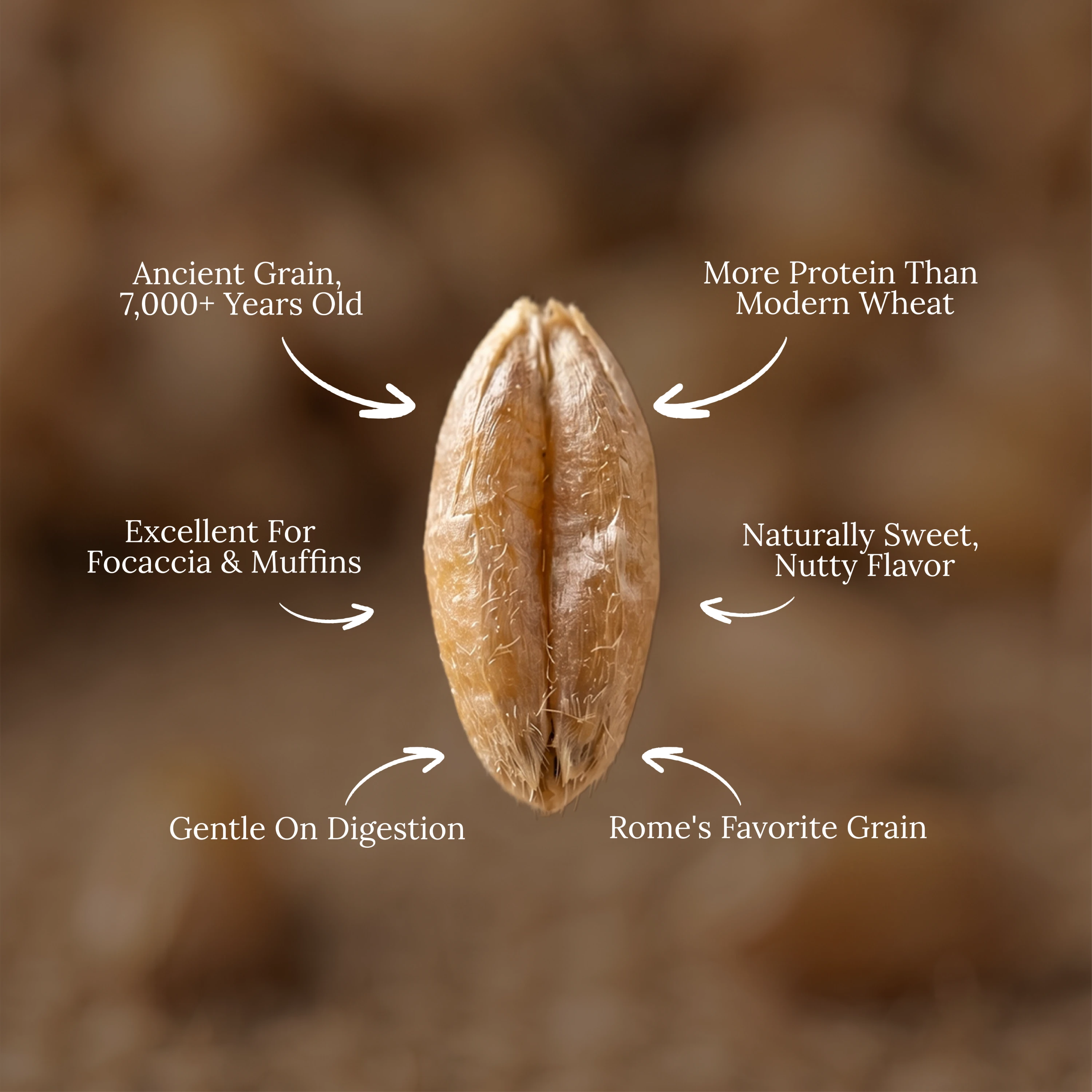 Organic Spelt