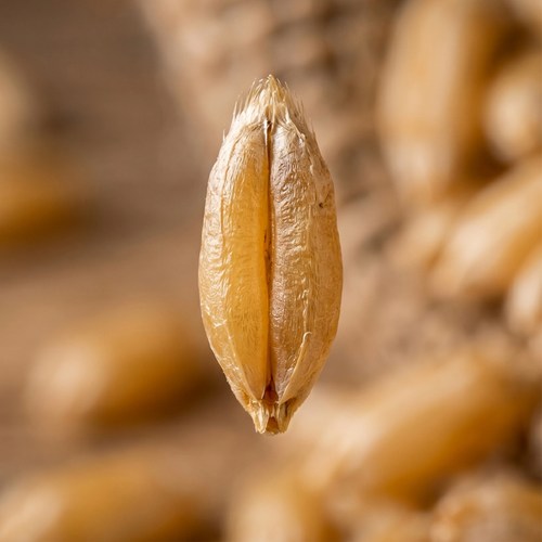 Organic Durum Wheat