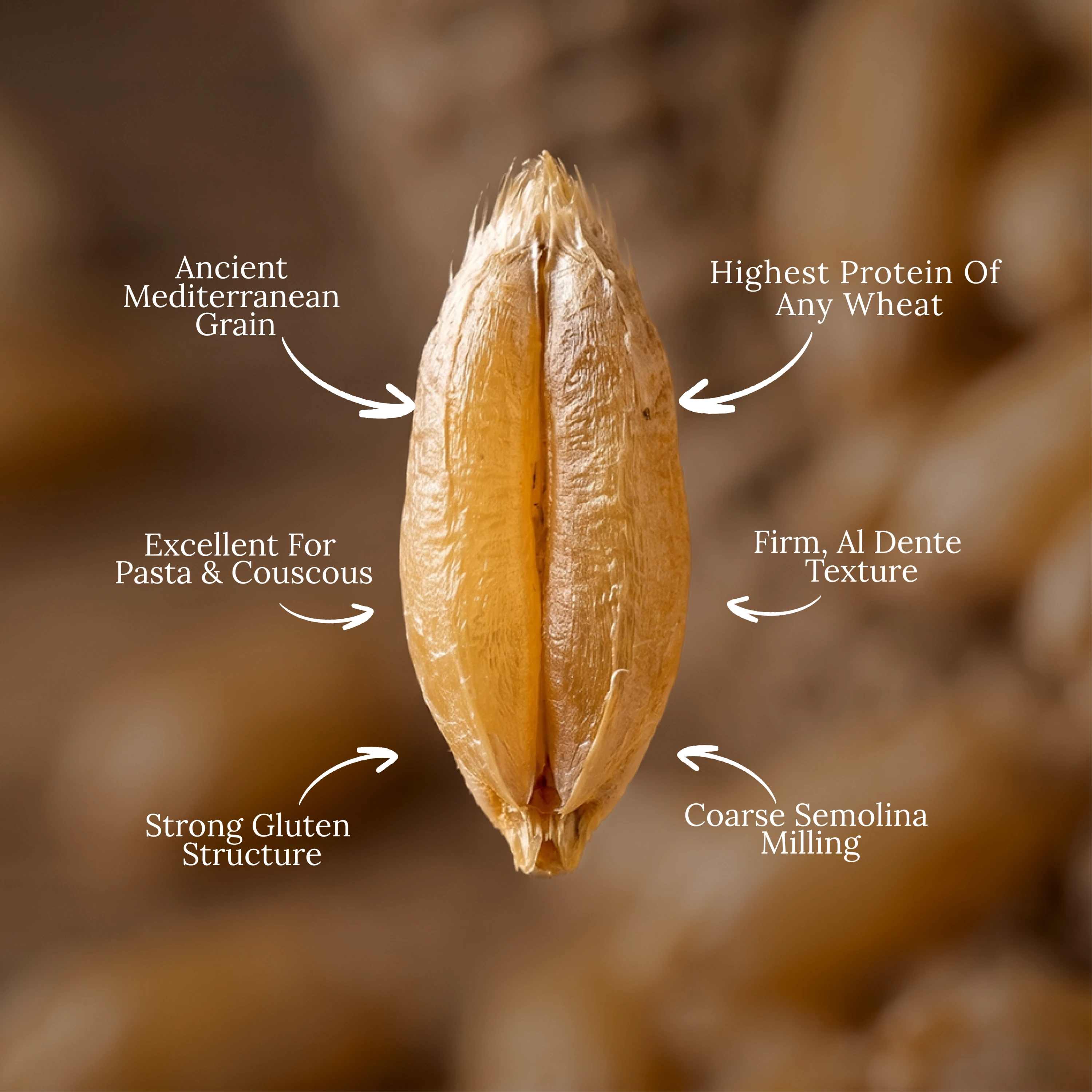 Organic Durum Wheat
