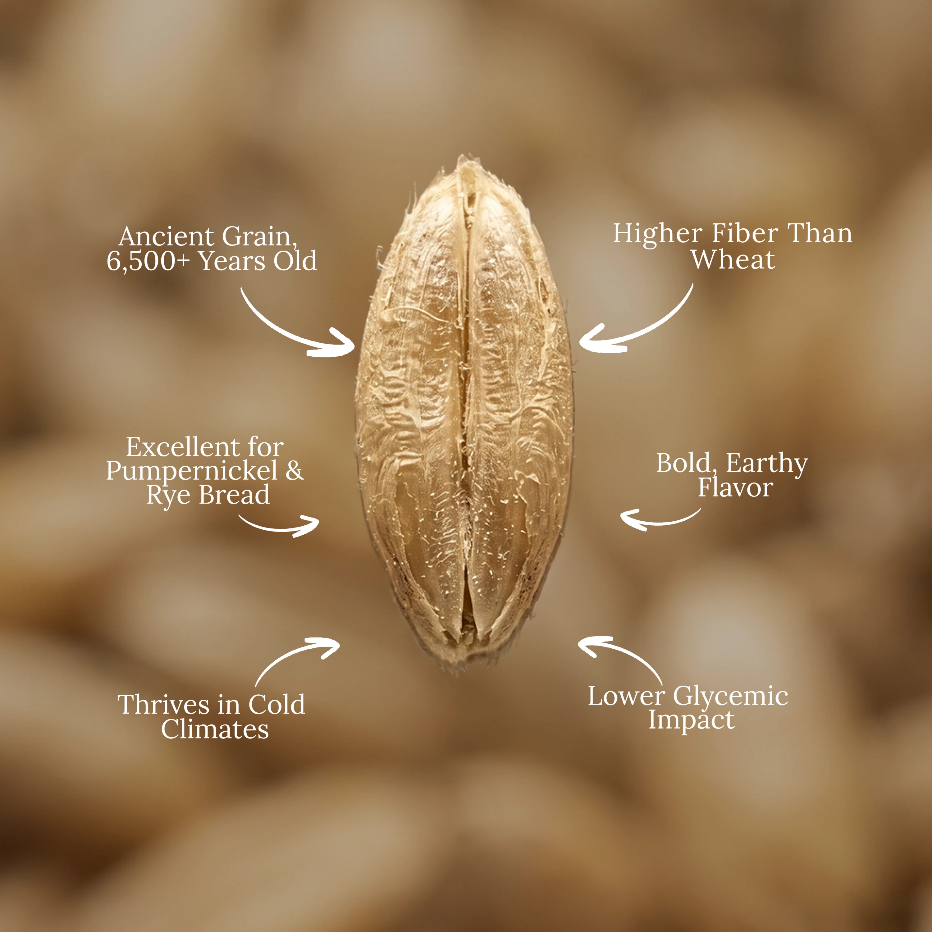 Organic Rye Berries