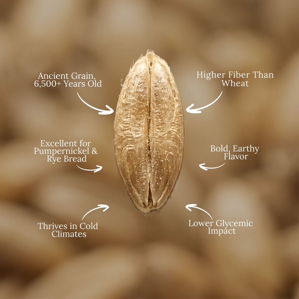 Organic Rye Berries
